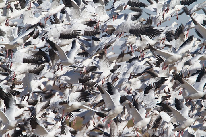 Schneegans Anser caerulescens Snow Goose